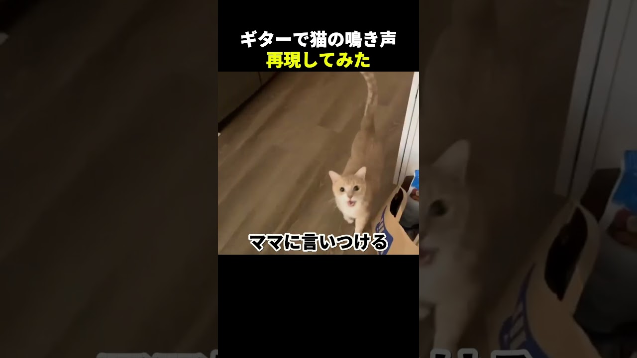 猫の声をギターで再現した結果