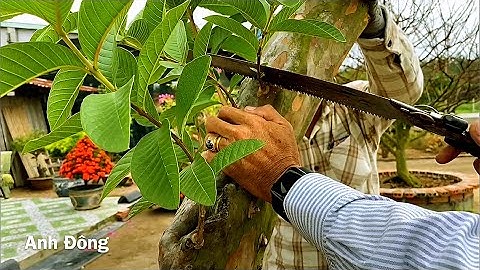 Làm lại cây ổi những ngày cuối năm