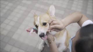 DENTAL CARE CHEWS FOR YOUR DOGS (HAPPI DOGGY). 4X MORE EFFECTIVE IN REMOVING TARTAR AND PLAQUE screenshot 1