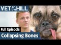 🐶 Pug Crossbreed Dog Becomes Deformed Over Time | FULL EPISODE | S03E21 | Vet On The Hill