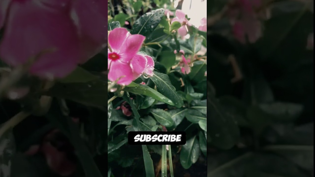 Rain | motivational video | Joy and greatness of rain 🌧️. #rainsounds #rain #cenamatic #peace
