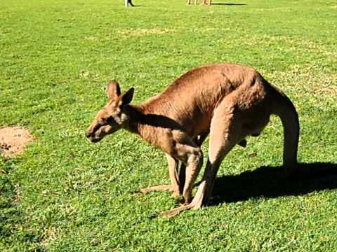 Kangaroo Walking Youtube Kangaroo Walking Youtube