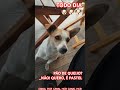 Quero é pastel 🐶🐶🐶🐶 #dog #caramelo #cachorrinho #pets #petlover