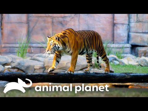 280 Pound Tiger Is Sedated For Eye Surgery | Crikey! It