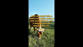 Quer Produzir Leite A Pasto Com Baixo Custo E Com Rentabilidade Veja O Depoimento Da Família Gehrcke