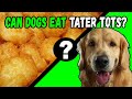 Are Tater Tots Safe for Dogs? Nutritional Benefits, Concerns, and Practical Tips