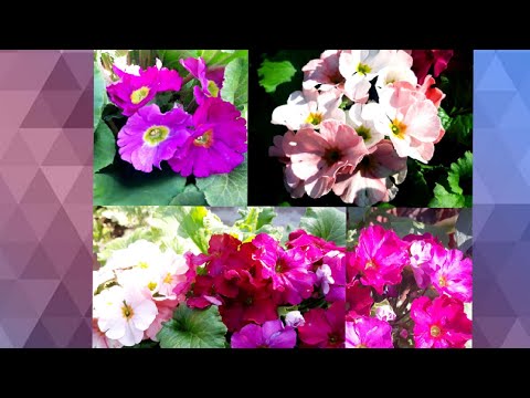 37.💕🌸🍃Primula Obconica : काळजी आणि टिप्स 👈