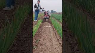 #farming #trending #agriculture #vegetables #shortsfeed