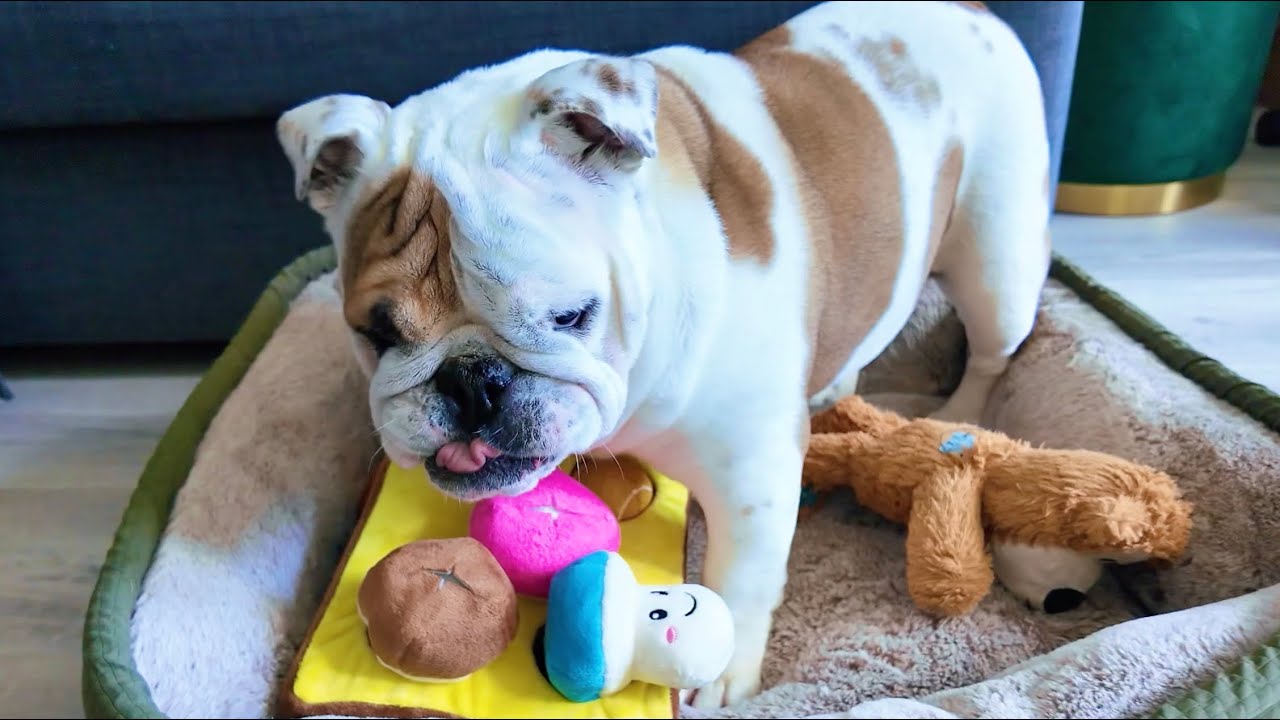 Rizzo's Christmas! 🐾🎀