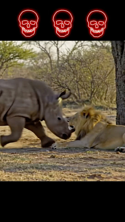 A rhino attacks an unsuspecting Lion.#wildlife #hunting #animals #attack #lion #rhino