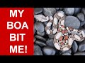 Boa Bites: Why Boa Constrictors Bite and How to Avoid Getting Bitten