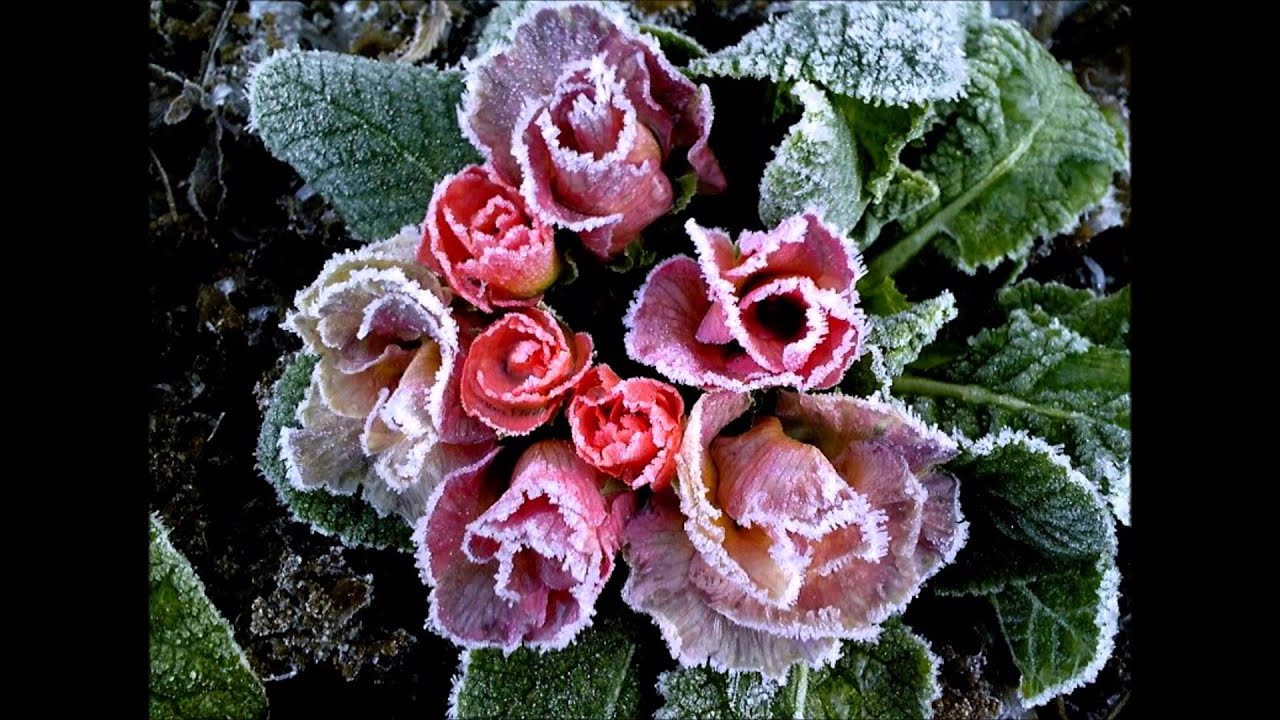 A Blade Of Grass / Keith Emerson (ELP)