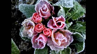 Download Lagu A Blade Of Grass / Keith Emerson (ELP) MP3