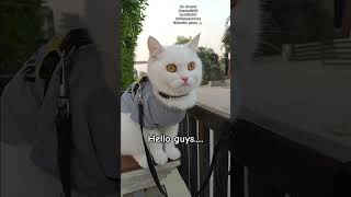 CAT : 😻 #catshorts #catlover #viralpets #cuteanimal #catfunny #catviral #ytshorts 😻😺