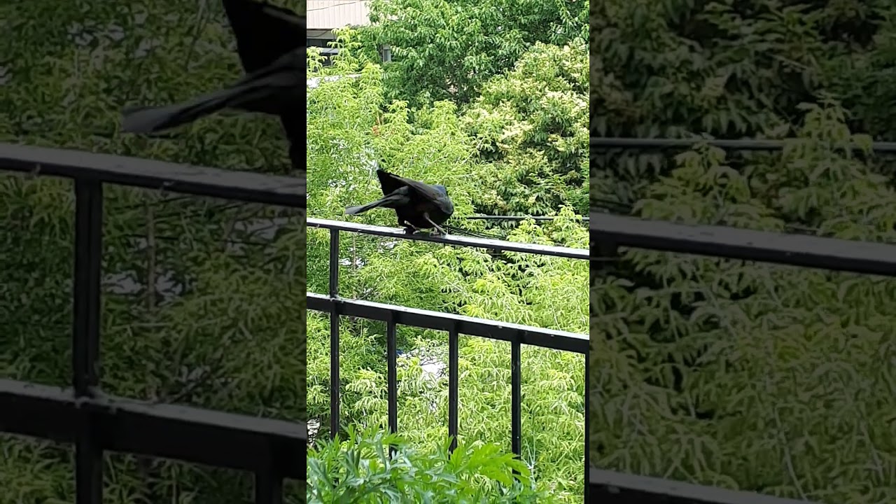 Male Grackle takes flight