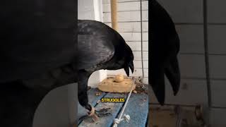 This Crow IQ is like Einsten🤯
