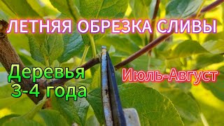 Летняя обрезка сливы. Июль-Август. Деревья 3-4 года. Как обрезать сливу на урожай.