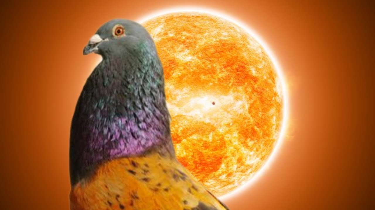 ¿ pichones en conjunto? ¿cuando los separamos ? palomos deportivos ♥️ Cullera