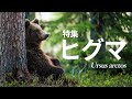 ヒグマ　屈強な森の主