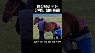 말젖이 유목민의 전통주가 되는 과정 #키르기스스탄 #막걸리 #horse