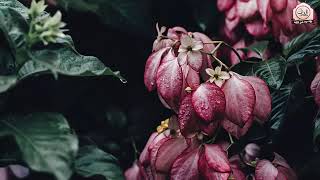 القران الكريم أجمـل و أعذب تـلاوةQuran TV قناة الدعوة الى الله screenshot 4