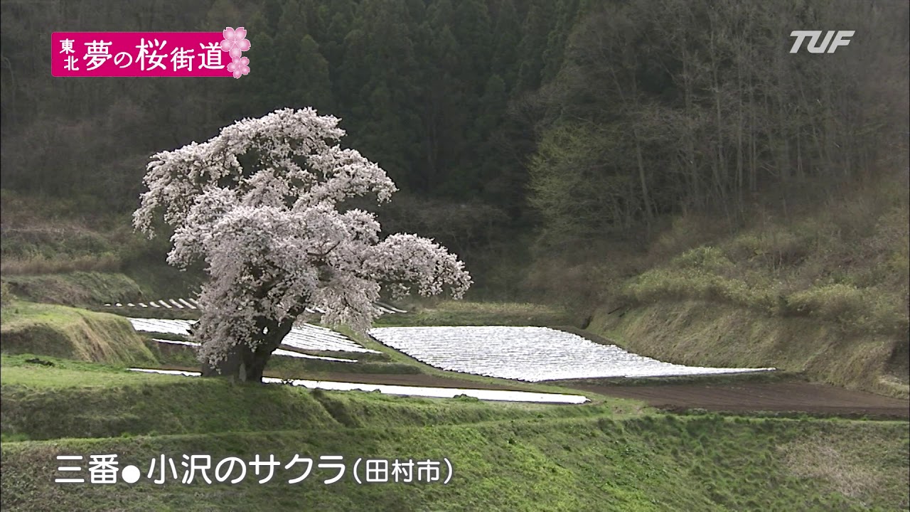 東北 夢の桜街道 復興への祈りを捧げる 桜の札所 八十八ヵ所巡り 東北 夢の桜街道 復興への祈りを捧げる 桜の札所 八十八ヵ所巡り