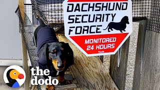 Dachshund's Family Builds Him A People-Watching Ramp | The Dodo Little But Fierce