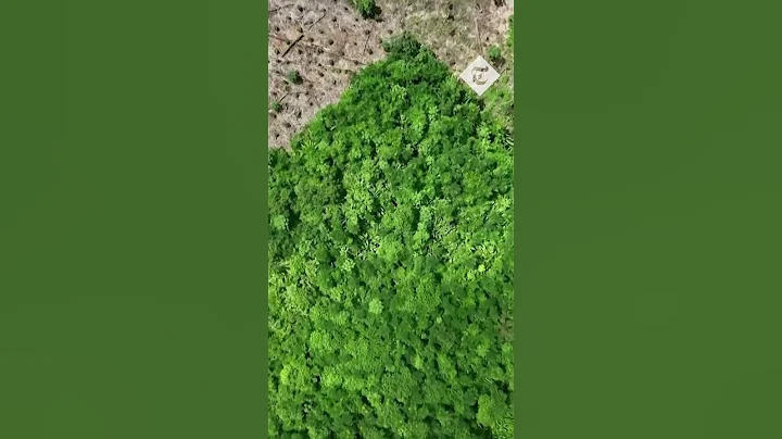 Amazon rainforest: Drone footage captures illegal deforestation in Brazil