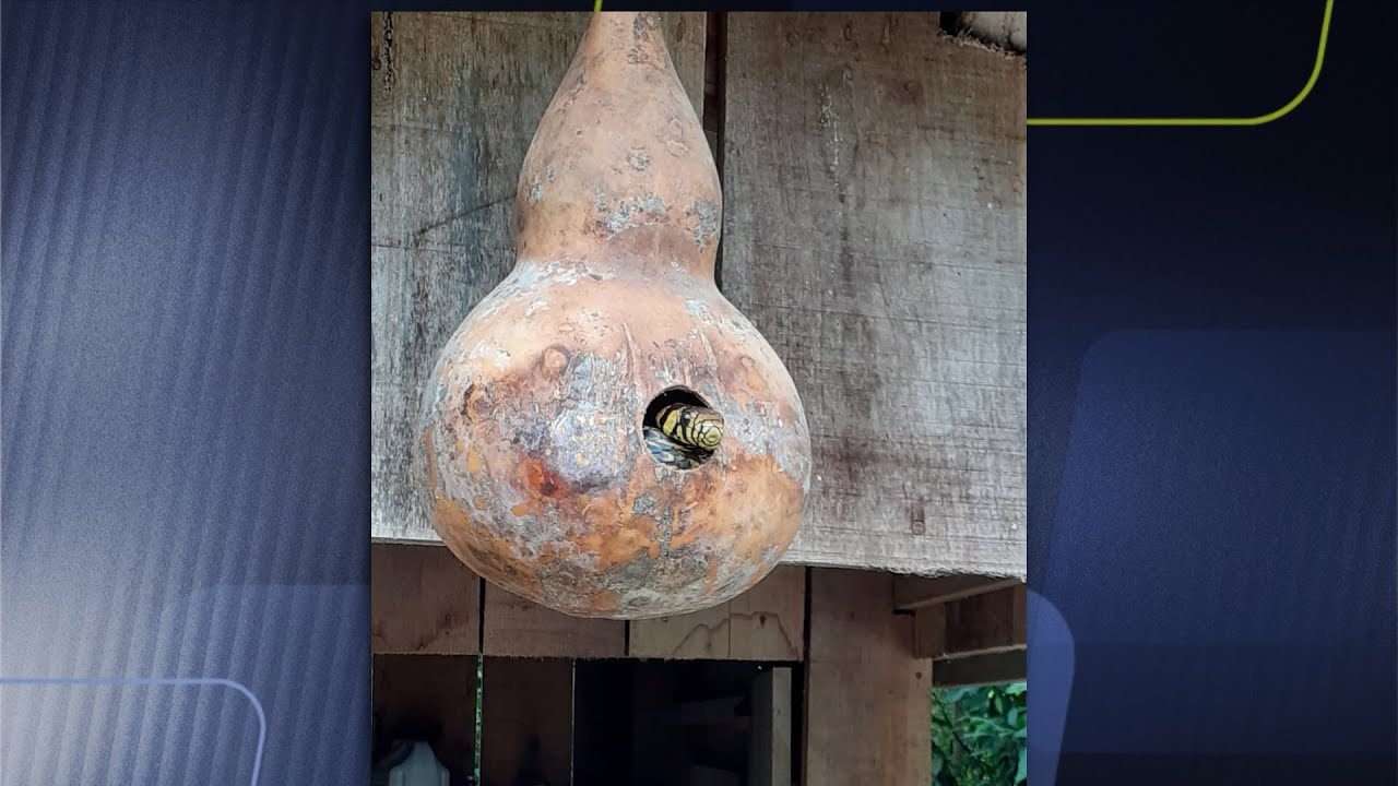 Vídeo mostra cobra caninana bem à vontade dentro de catuto em Laurentino