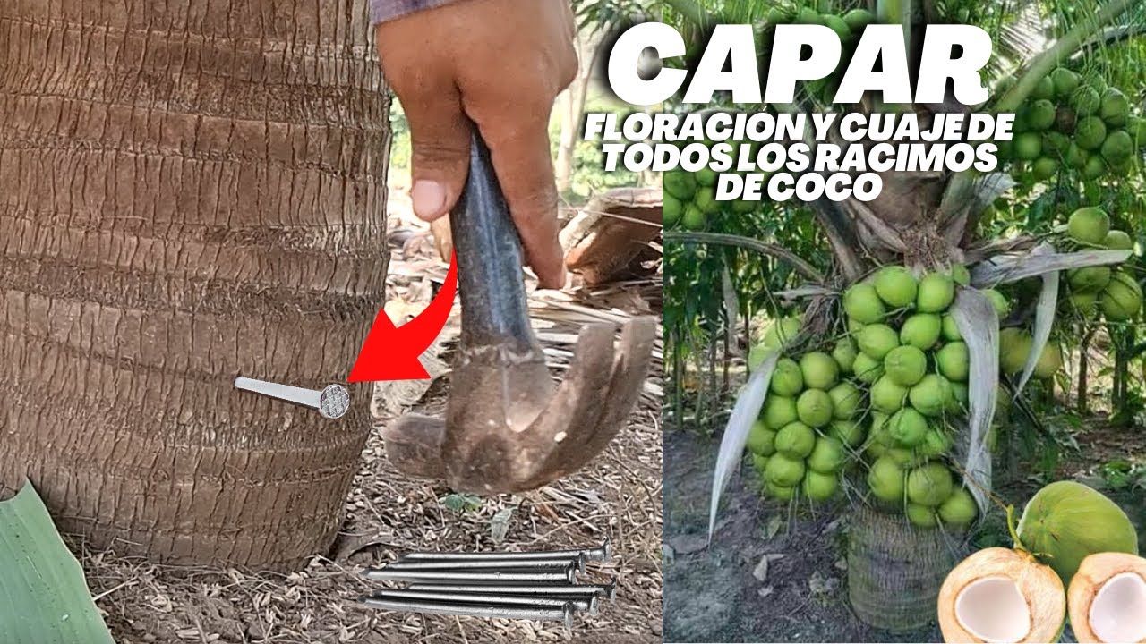 Capar rbol de Coco para que floree y Cuaje Todos los Racimos de Cocos