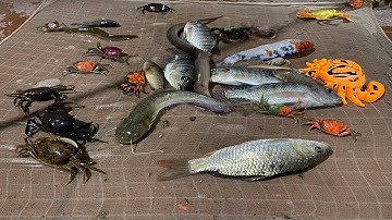 Kem Chanel ra đồng kéo vó đêm được cá chép, soi đêm thấy chão chuộc, hai con ốc sên, con ếch.Part 42