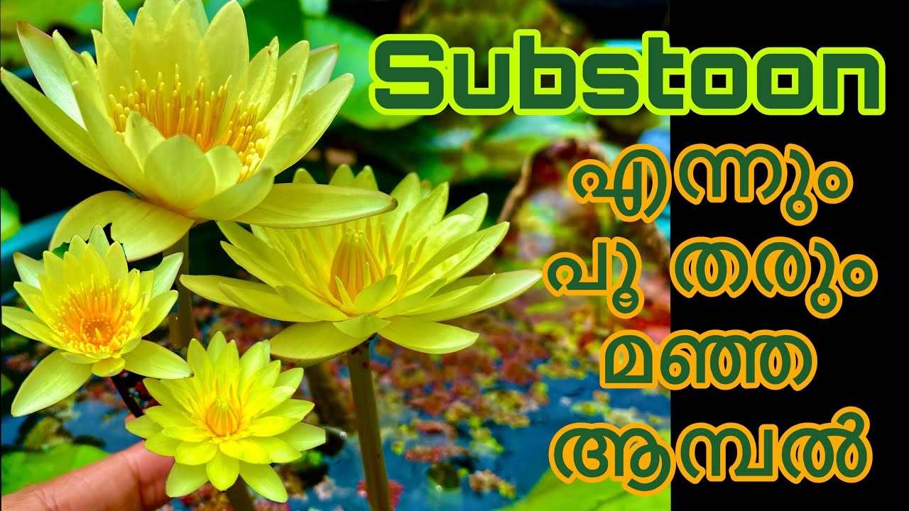 Substoon Yellow colour waterlily Malayalam/ waterlily sale lotus sale