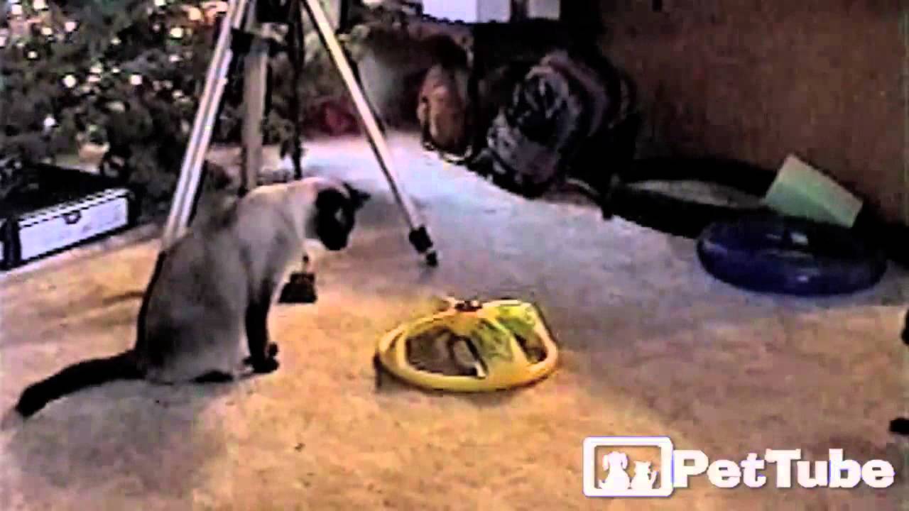 cute cats for sale Christmas Present Makes Feline Fly - PetTube