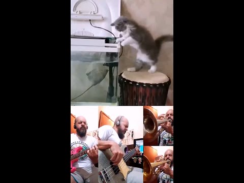  Jazz cat 📹 Jeffin Rodegheri