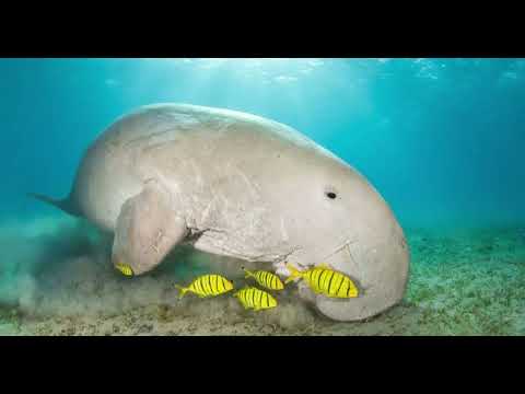 Video: Habitantes únicos del Océano Pacífico: dugongos, holoturias, nutrias marinas