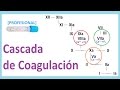 Cascada de Coagulación [definitivo]