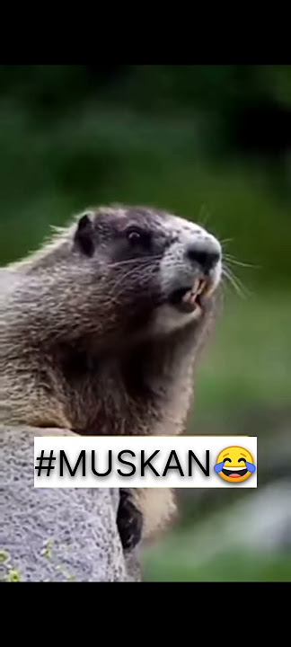 #muskan trending squirrel🐿funny🤣  video#short #viralshort