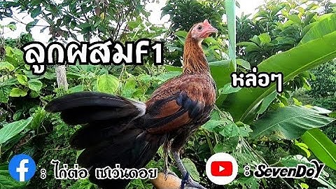 ไก่หนุ่มลูกผสมสวยๆครับ / Qaib Qus pom 1. [ SevenDoY ]