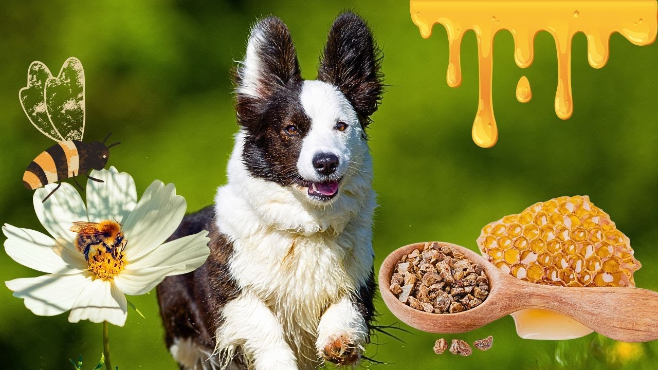 POSER NATURAL DO PRÓPOLIS COMO ANTIBIÓTICO PARA CÃES