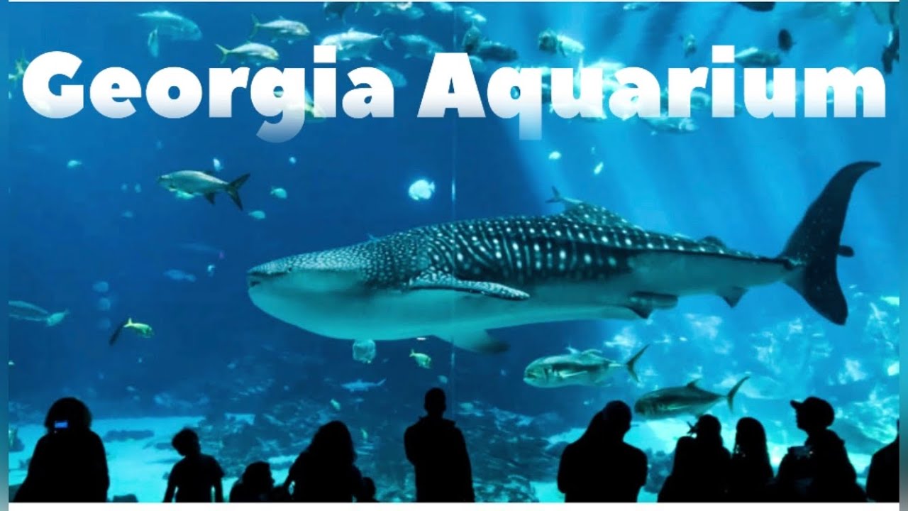 Aquarium YouTube