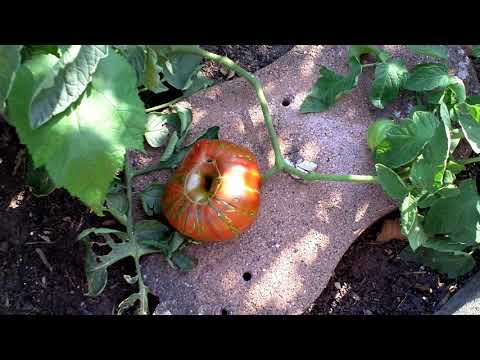 Video: Wie Man Mit Streifenden Tomaten Umgeht