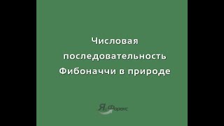 Последовательность Фибоначчи в природе Последовательность Фибоначчи в природе