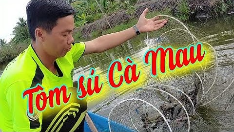 Bắt tôm sú ở Cà Mau, vụ mùa bội thu
