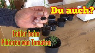 Tomaten pikieren: Fast alle machen JETZT diese FEHLER!