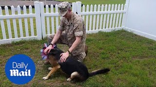 German Shepherd reunites with marine owner after 7 months apart - Daily Mail