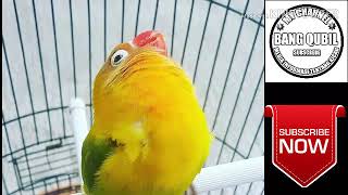 Download Lagu MASTERAN AUDIO LOVEBIRD NGEKEK PANJANG JEDA RAPET Download Lagu MASTERAN AUDIO LOVEBIRD NGEKEK PANJANG JEDA RAPET