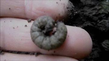 ¿A qué profundidad del suelo viven los gusanos?