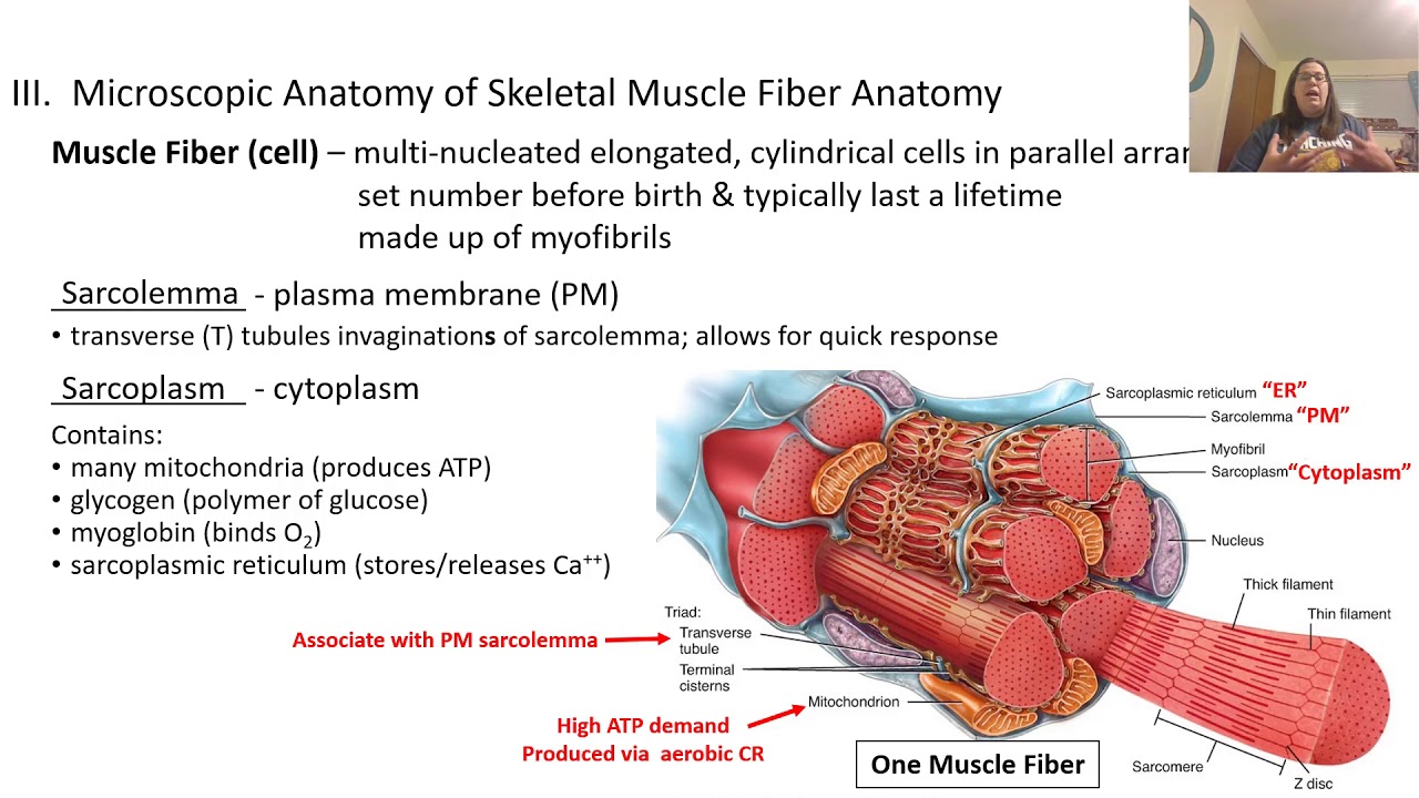 Muscle Tissue