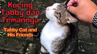 Cats know people who like cats and people who don't like cats by SabeTian Animals 70 views 1 month ago 8 minutes, 26 seconds