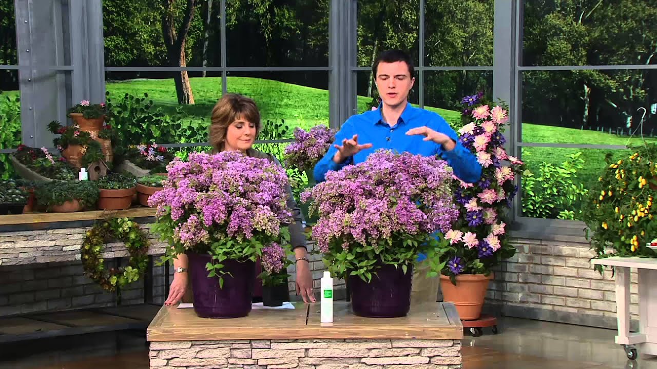 Roberta's 3-pc. Baby Border Chinese Summer Lilac ...